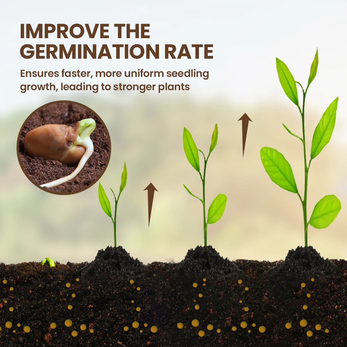 Soil Revitalizer & Conditioner | Organic Garden Plant Food (3 Pack)