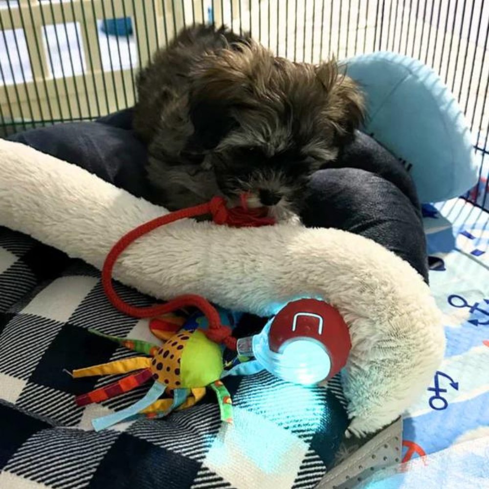 Durable Rolling Dog Ball Toy | Interactive Chew Toy for Puppies