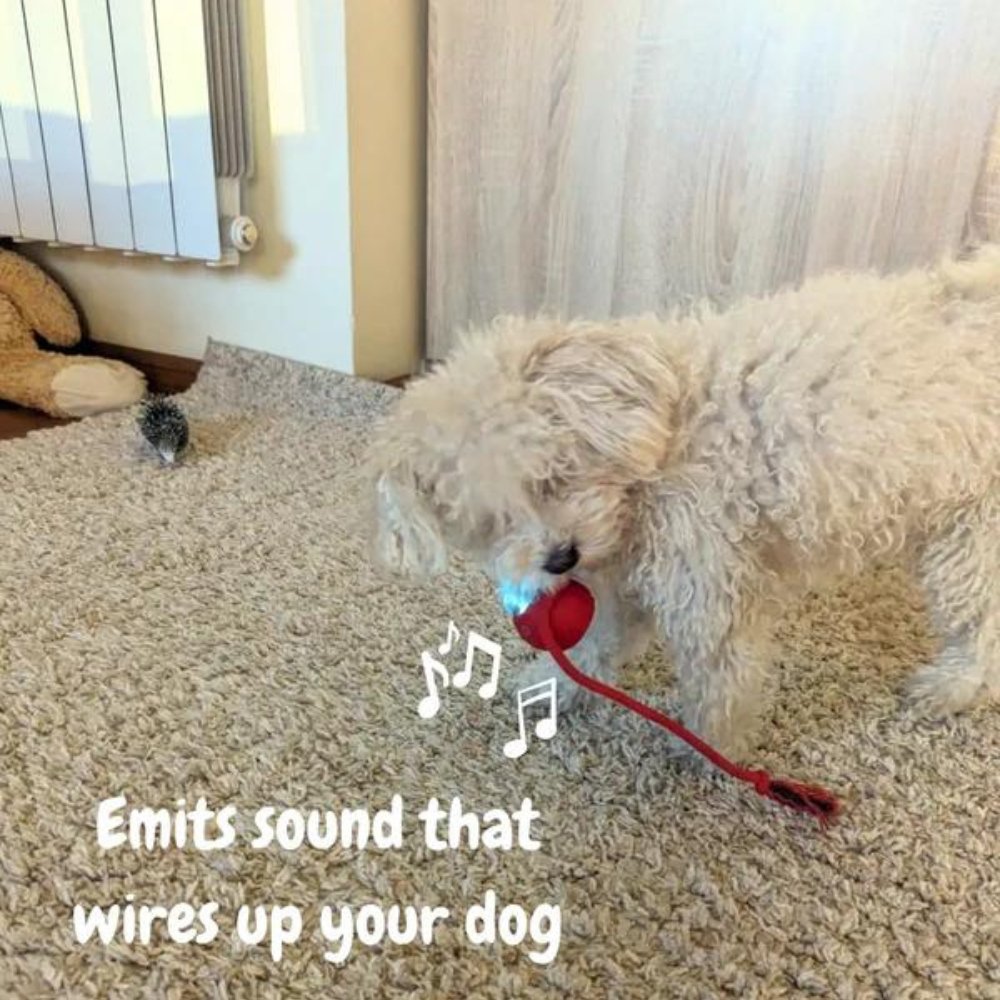 Durable Rolling Dog Ball Toy | Interactive Chew Toy for Puppies