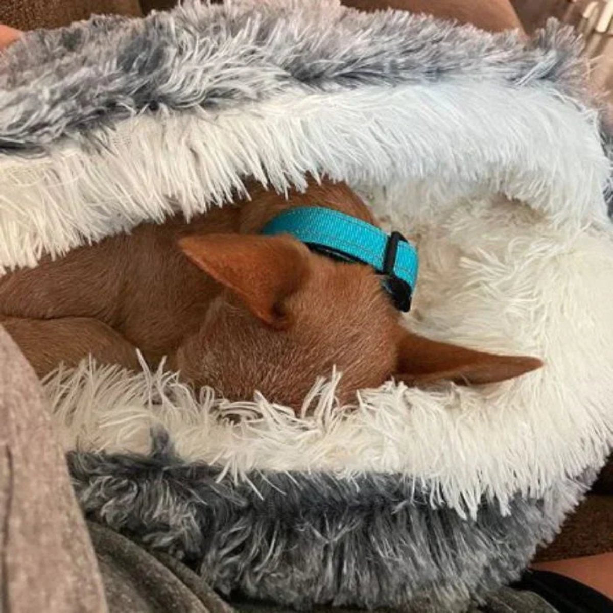 Calming Cave Dog Bed for Anxiety | Cozy Covered Pet Cushion