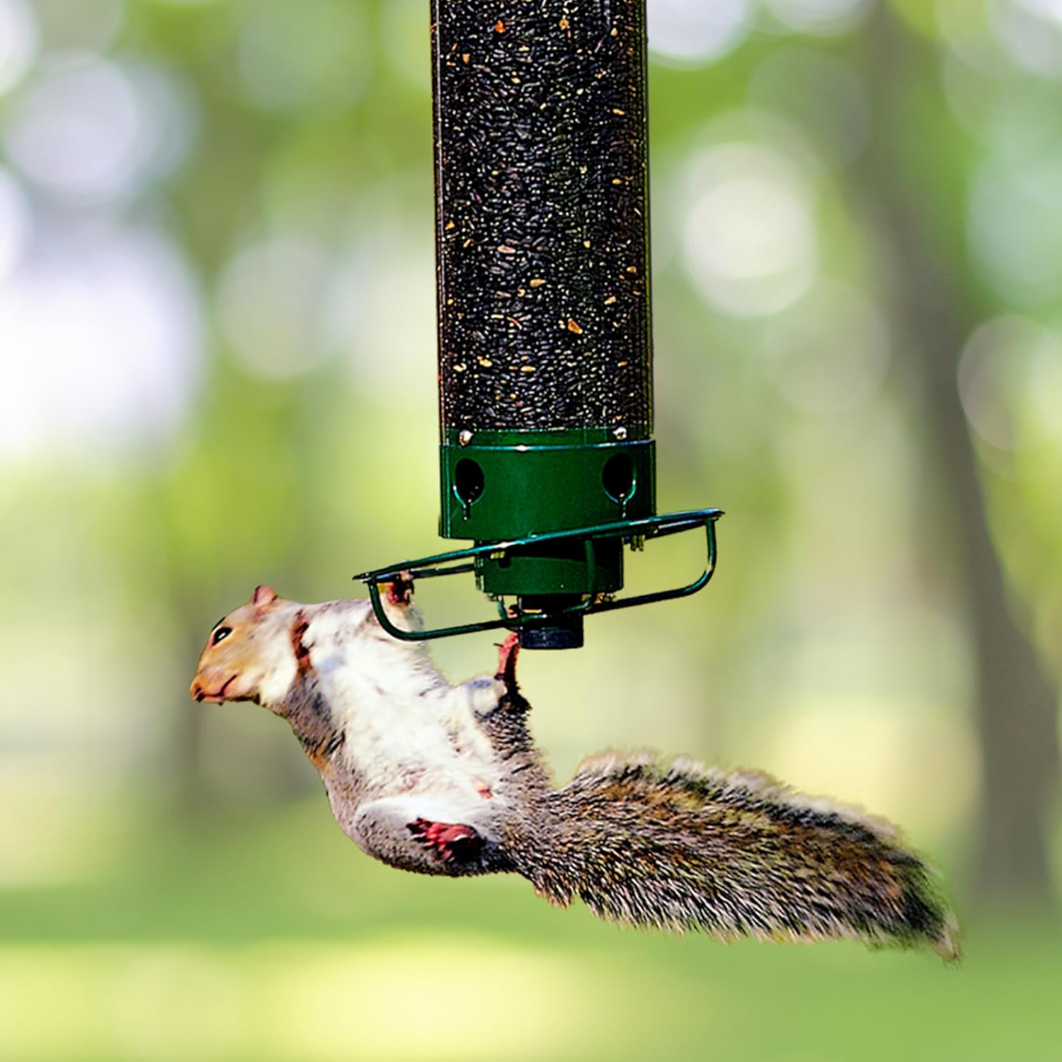 Squirrel-Proof Wild Bird Feeder | Heavy Duty Outdoor Seed Dispenser