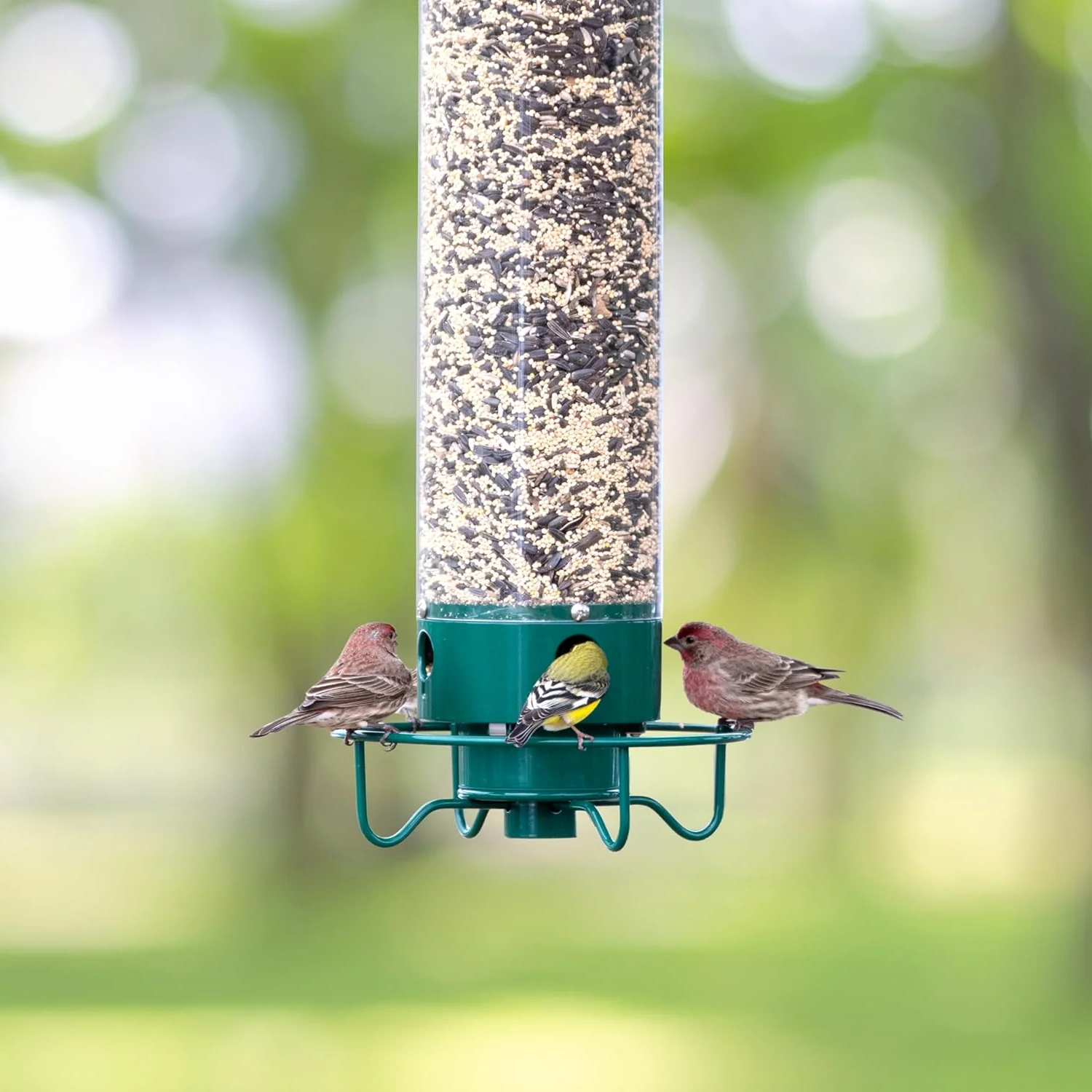 Squirrel-Proof Wild Bird Feeder | Heavy Duty Outdoor Seed Dispenser
